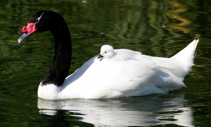 An adult Black-necked Swan with a fluffy cygnet riding on its back.